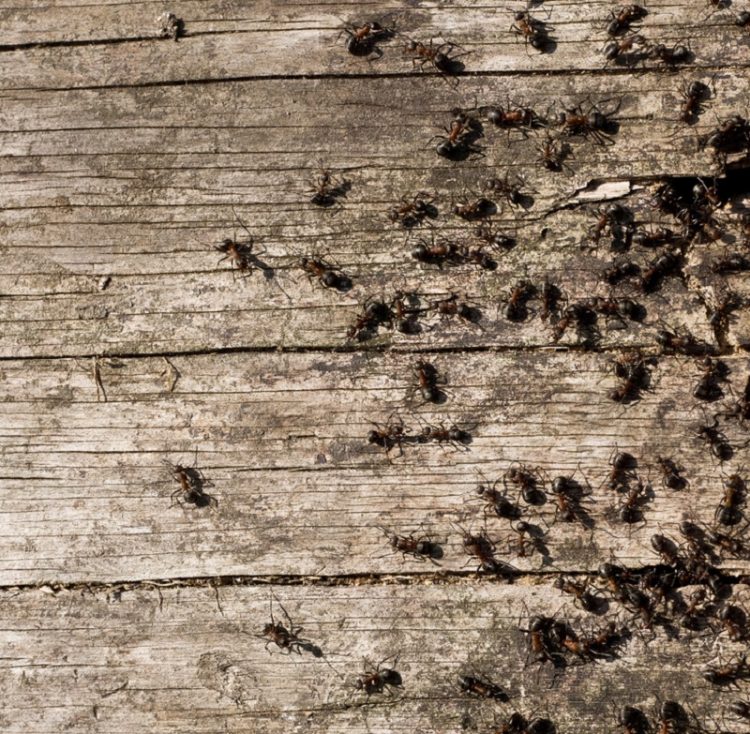 3 способа, как избавиться от муравьев в доме. Ты даже не подозревала, что это так легко!