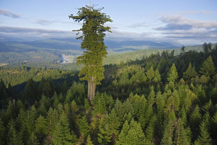 Потрясающие деревья нашей планеты