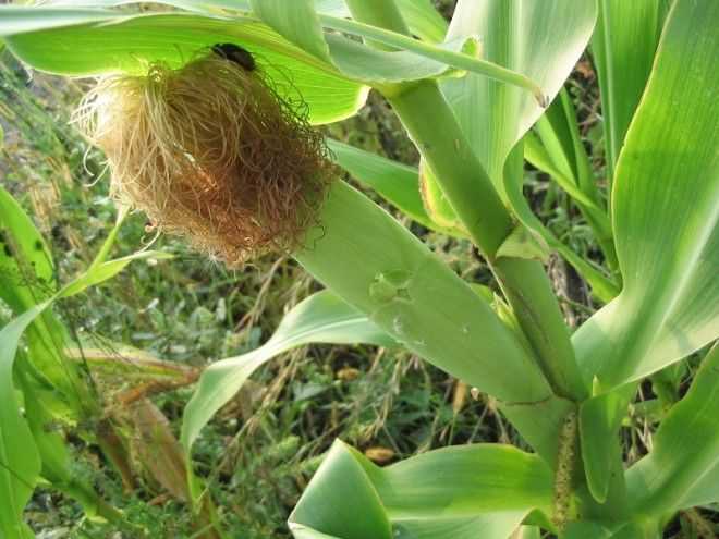 Почему необходимо отказаться от кукурузы