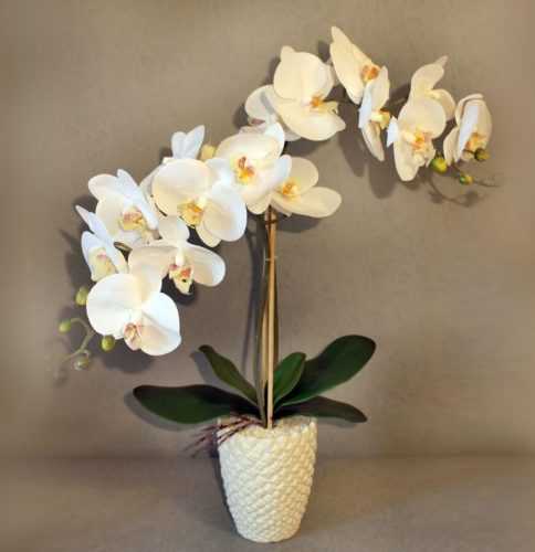 Орхидея будет цвести круглый год, если выполнять эти 9 правил