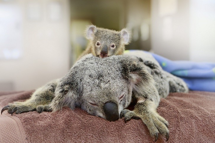 Маленький коала обнимал маму во время операции
