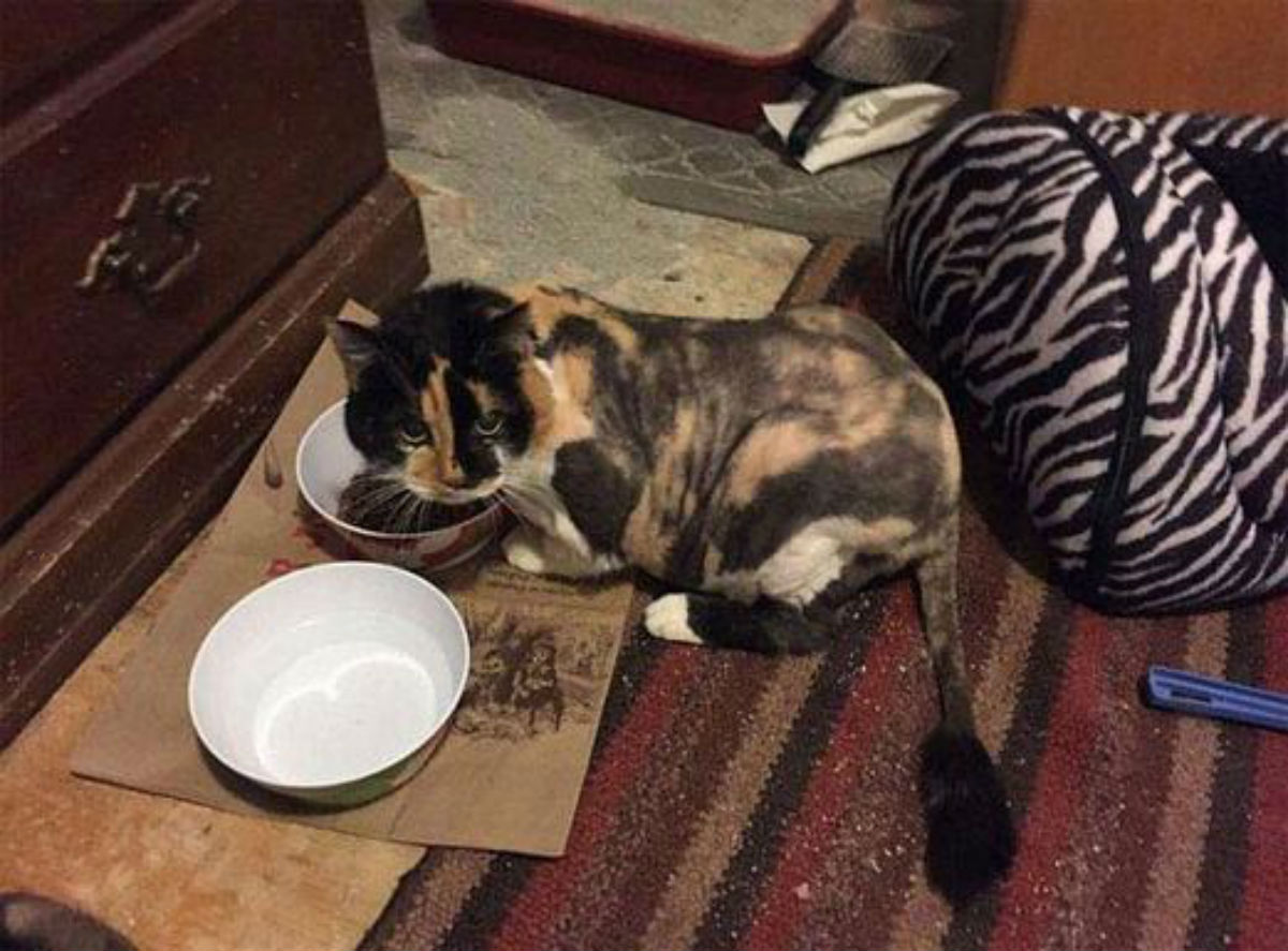 Ветеринары спасли брошенную кошку от её же гигантских дред