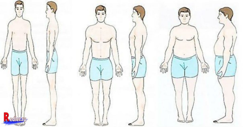 Типы туловища. Тип телосложения астенический эктоморф. Типы телосложения человека эктоморф мезоморф эндоморф. Типы телосложения у мужчин нормостеническое. Мезоморф нормостенический Тип.