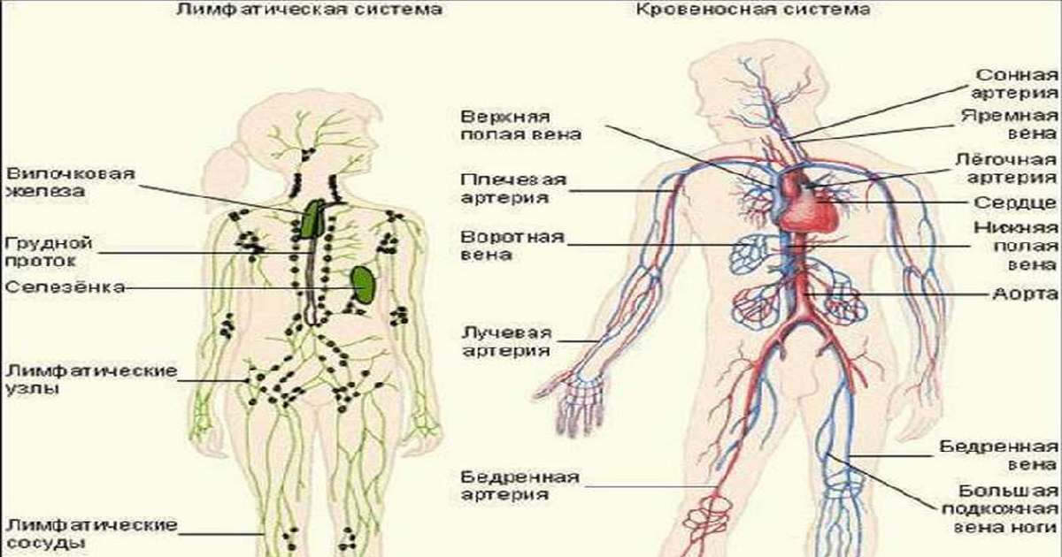 Лимфоузел справа у мужчины. Лимфатическая система воспаление паховые лимфоузлы. Схема расположения паховых лимфоузлов. Лимфатическая система схема паховые лимфоузлы. Паховые лимфоузлы у женщин расположение схема.